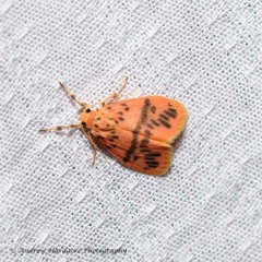 Miltochrista arcuata