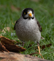 Manorina melanocephala