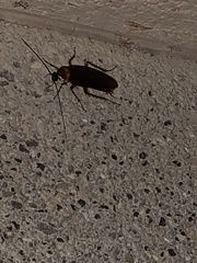 Periplaneta americana