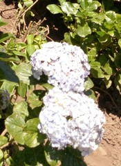 Hydrangea macrophylla