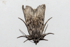 Physetica