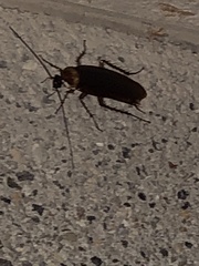 Periplaneta americana
