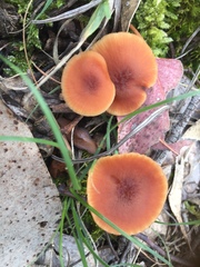 Gymnopilus allantopus