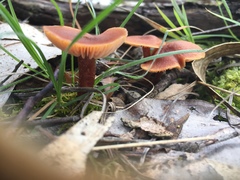Gymnopilus allantopus