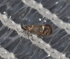 Leistomorpha brontoscopa