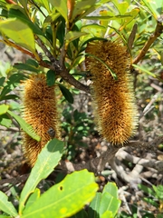 Banksia paludosa