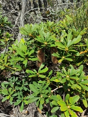 Banksia paludosa