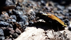Epistomentis pictus