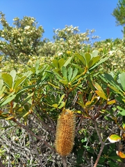 Banksia paludosa
