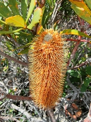 Banksia paludosa