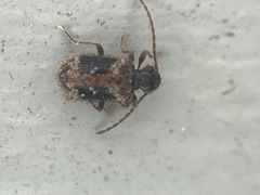 Ptinus texanus