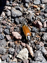 Epistomentis pictus