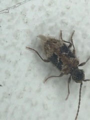 Ptinus texanus