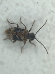 Ptinus texanus