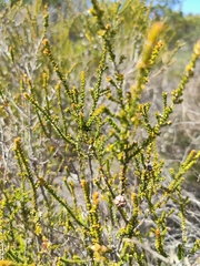 Leptospermum epacridoideum