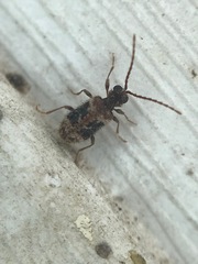 Ptinus texanus