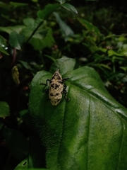 Ileomus distinguendus