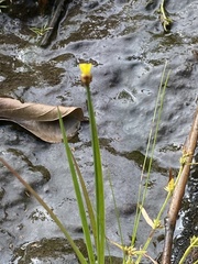 Xyris pauciflora