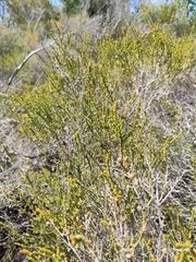 Leptospermum epacridoideum