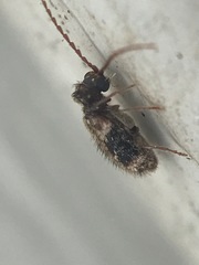 Ptinus texanus