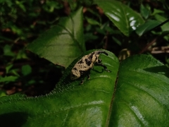 Ileomus distinguendus