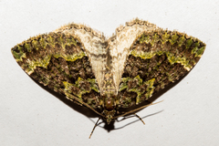 Austrocidaria callichlora