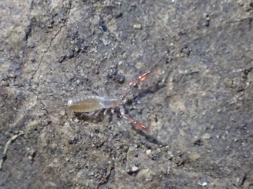 iNaturalist observation photo of Pseudoscorpions