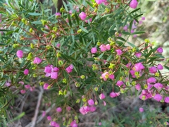 Boronia thujona