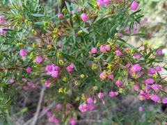 Boronia thujona