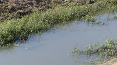 Lepisosteus oculatus