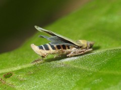 Entomophthoraceae