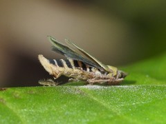 Entomophthoraceae