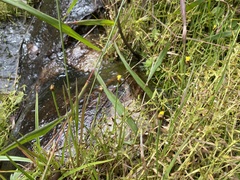 Xyris pauciflora