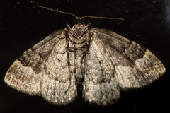 Austrocidaria callichlora