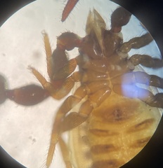 Parachernes virginicus