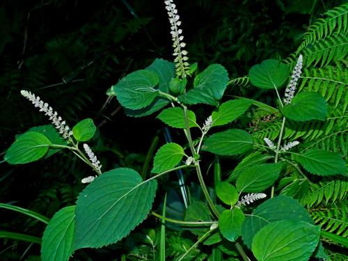 Taiwanese horsebalm (Collinsonia macrobracteata)