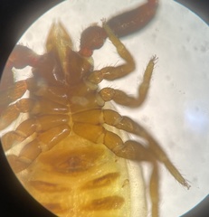 Parachernes virginicus