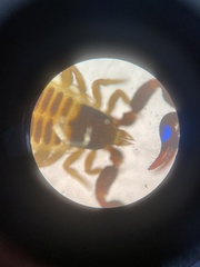 Parachernes virginicus