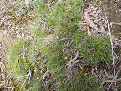 Schoenus breviculmis