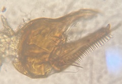 Parachernes virginicus