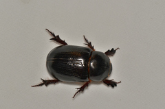Adoryphorus coulonii