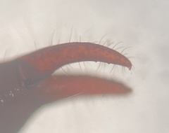 Parachernes virginicus