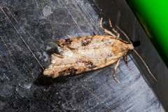 Apoctena conditana