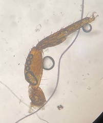 Parachernes virginicus