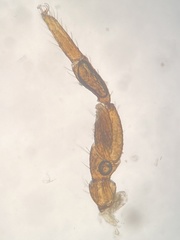 Parachernes virginicus