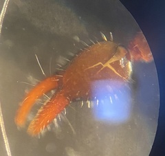 Parachernes virginicus