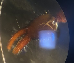 Parachernes virginicus