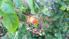 Lycianthes lenta
