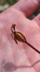 Chiloglottis trapeziformis