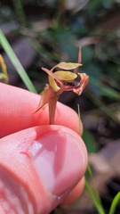 Chiloglottis trapeziformis